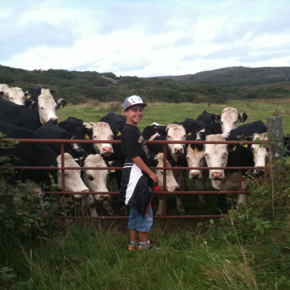 Herd of cows with boy